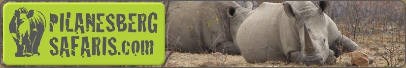 Pilanesberg Safaris and Tours