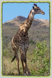 South Africa