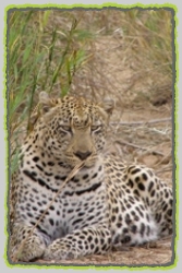 Day Safaris