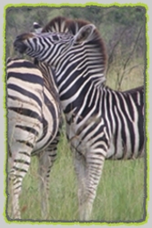 Accommodated Safaris